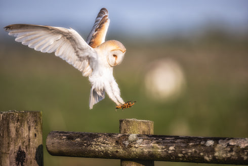 Gabriel Landing Art Canvas